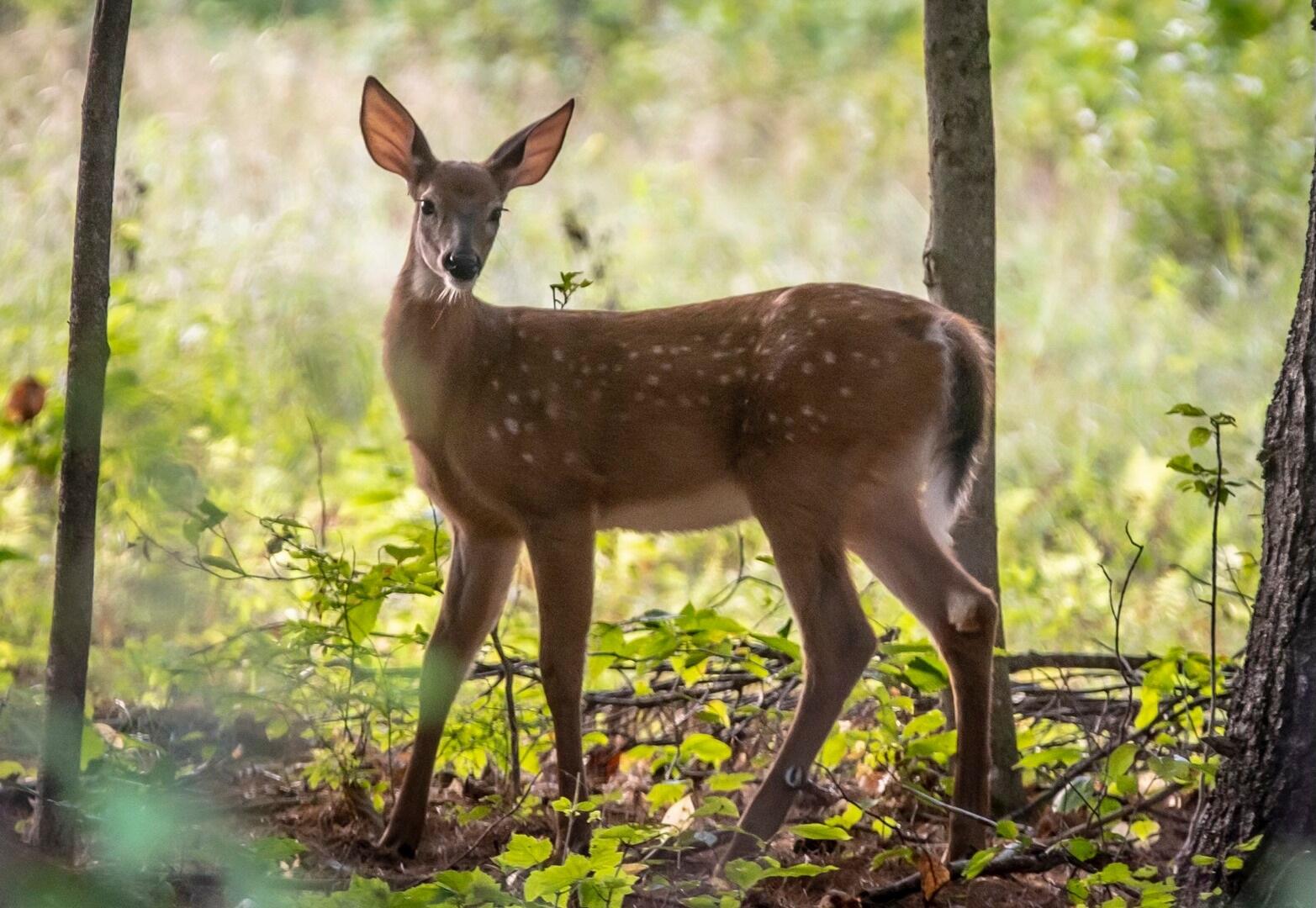 760 Mountain Road Parsonsfield ME 04047