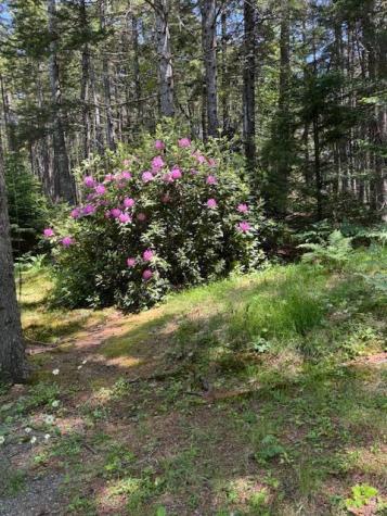 9 Spruce Needle Lane Blue Hill ME 04614