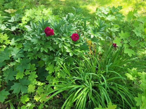 29 Horseback Road Carmel ME 04419