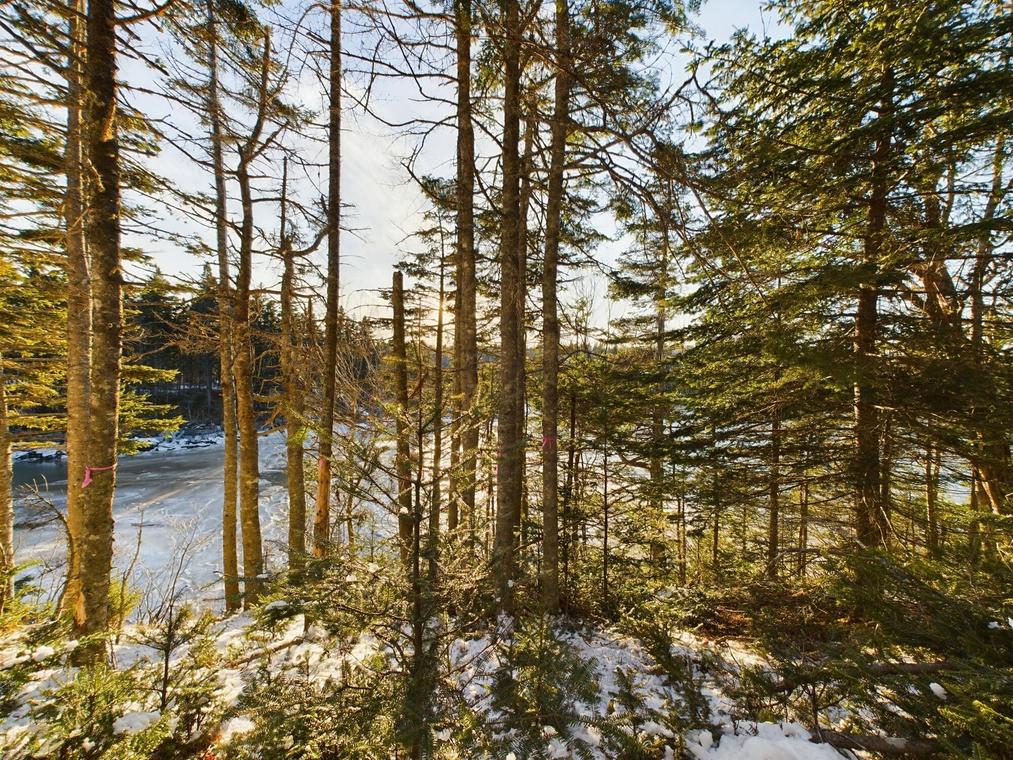 22 Collins Cove Road Machiasport ME 04655