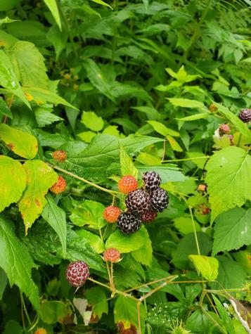 489 Back Road Skowhegan ME 04976