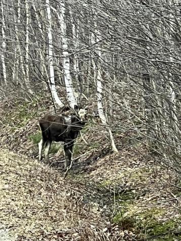 018 Bear Lane Rumford ME 04276