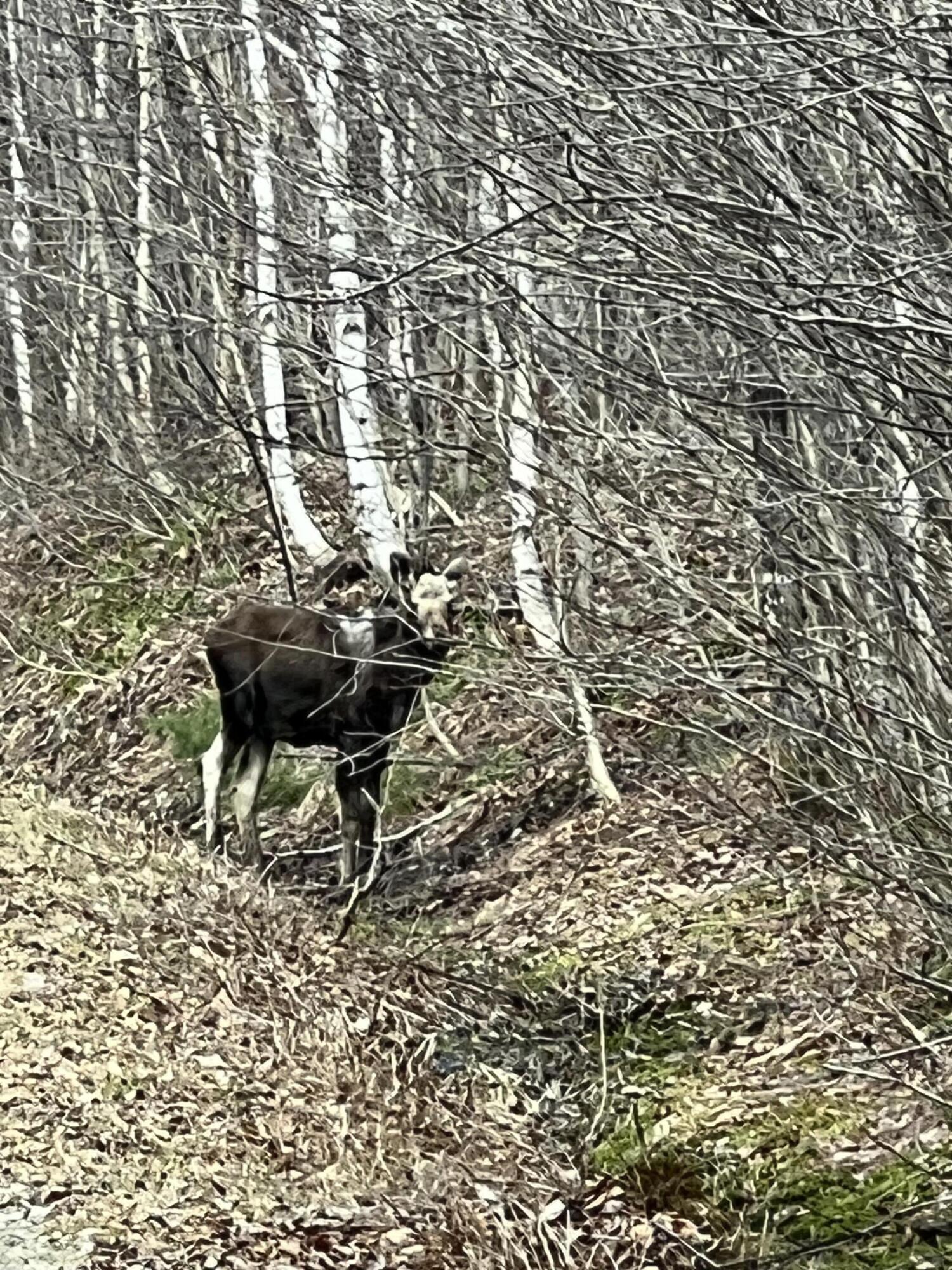 018 Bear Lane Rumford ME 04276