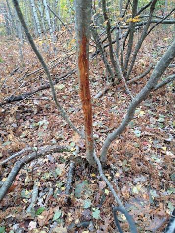 018 Bear Lane Rumford ME 04276