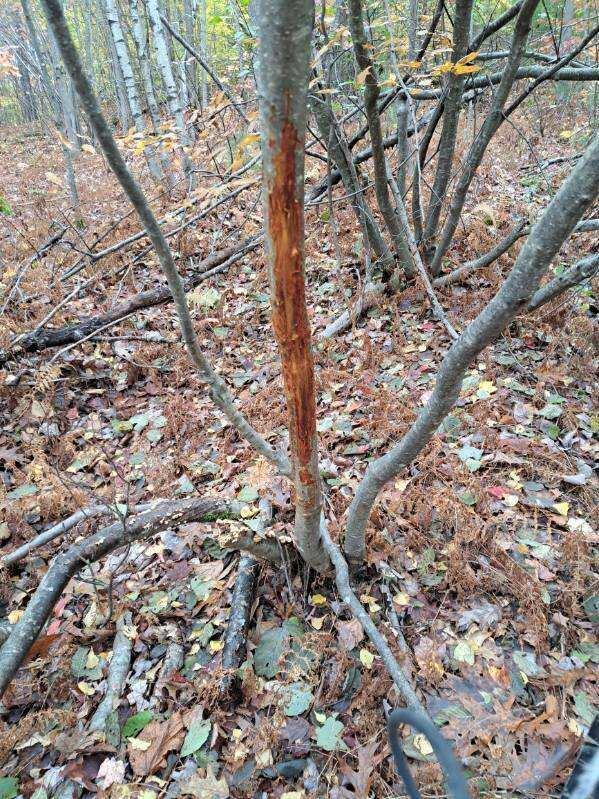 018 Bear Lane Rumford ME 04276