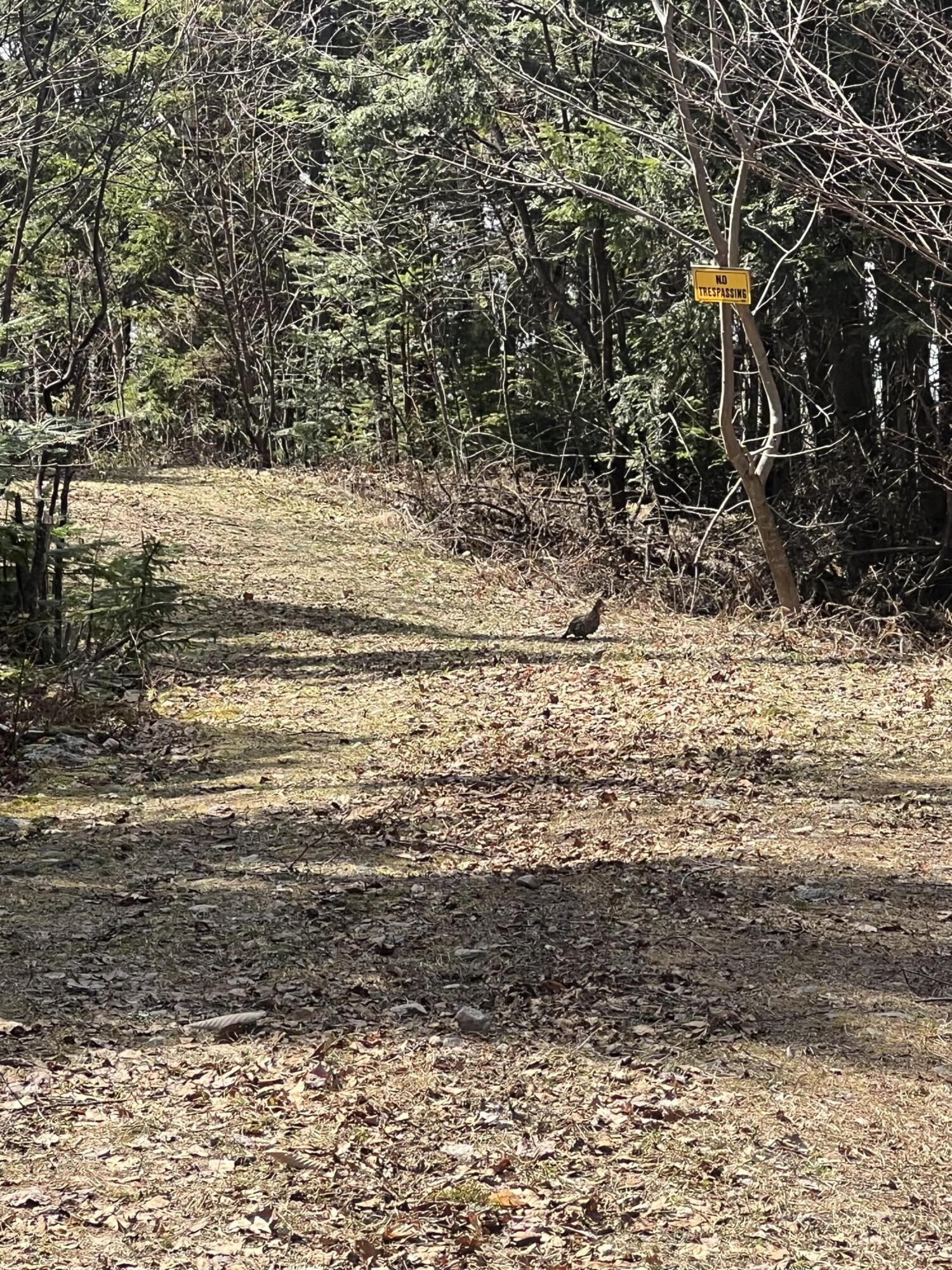 018 Bear Lane Rumford ME 04276