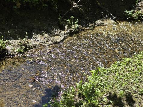 5 Roland Avenue Lewiston ME 04240