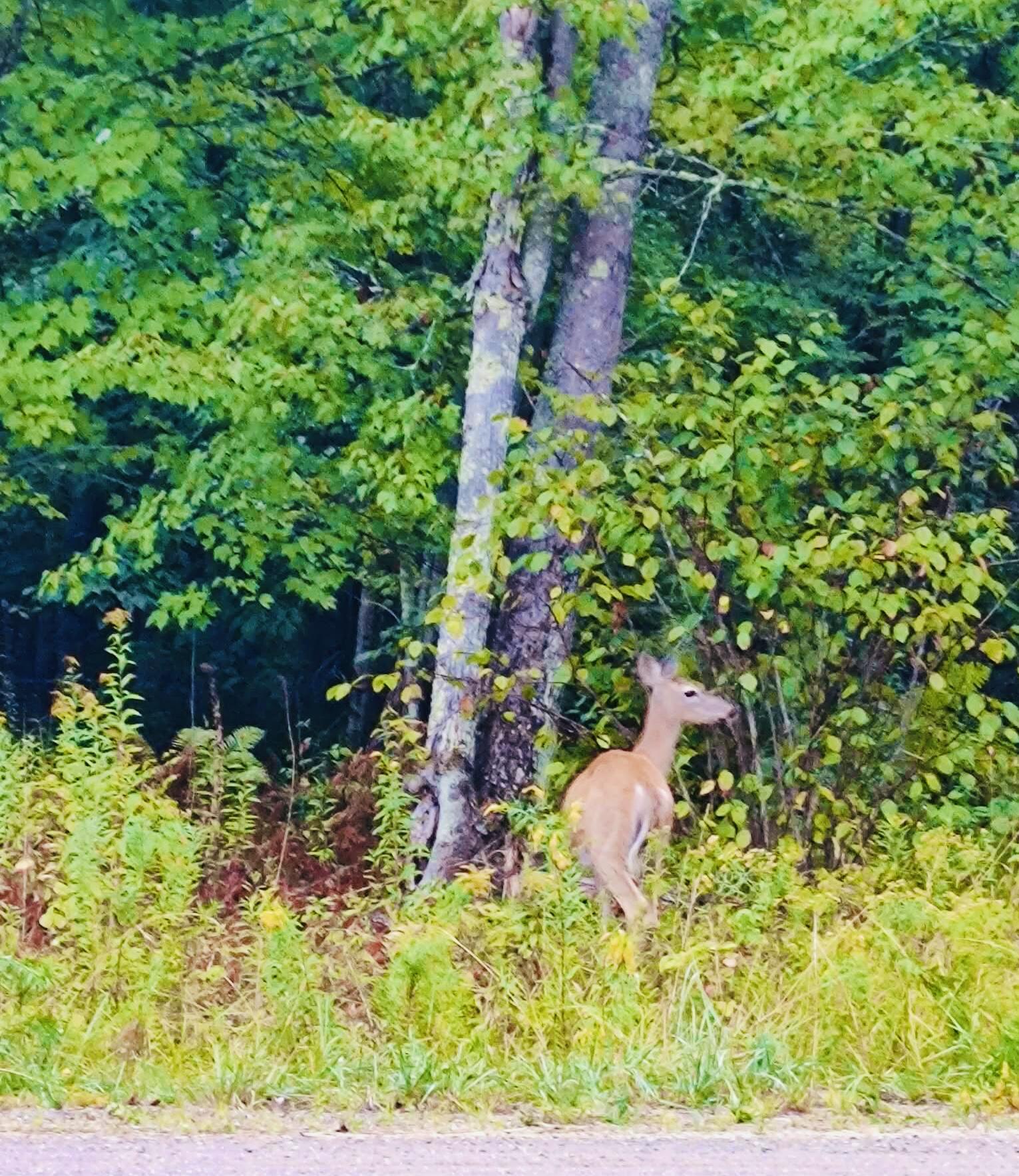 28 Moose Creek Drive Newport ME 04953