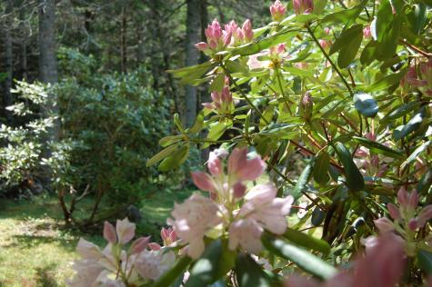 48 Kingsley Farm Road Gouldsboro ME 04607