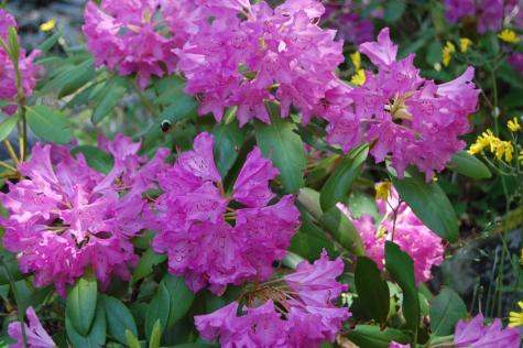 48 Kingsley Farm Road Gouldsboro ME 04607