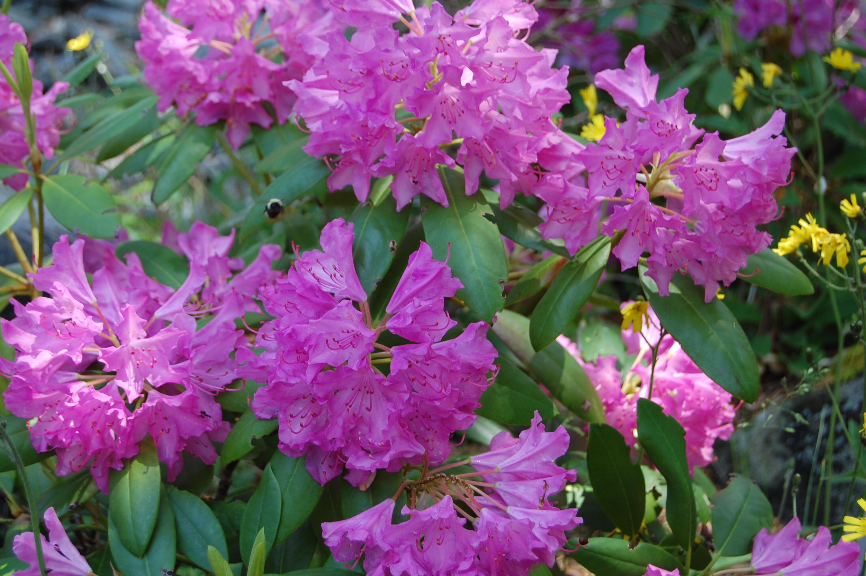 48 Kingsley Farm Road Gouldsboro ME 04607