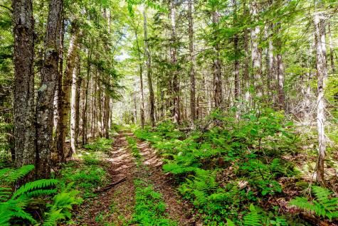 138 Bray Hill Road Phillips ME 04966