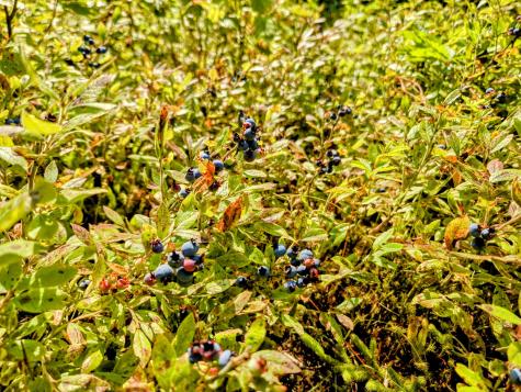 138 Bray Hill Road Phillips ME 04966