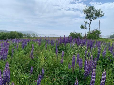 1047 Boot Cove Road Lubec ME 04652