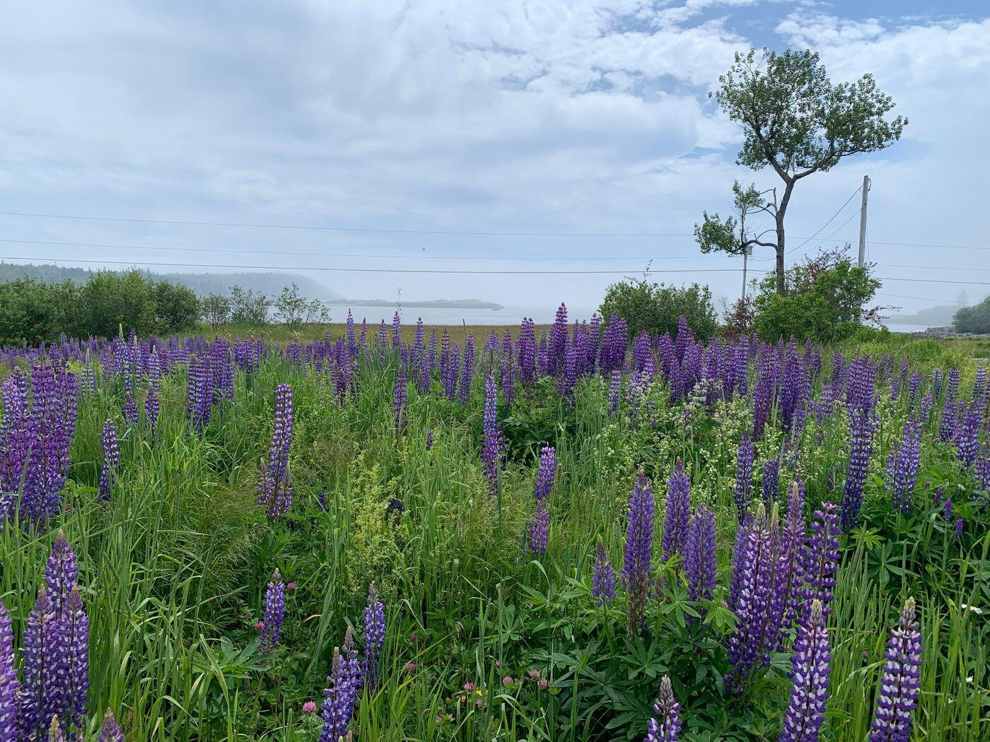 1047 Boot Cove Road Lubec ME 04652