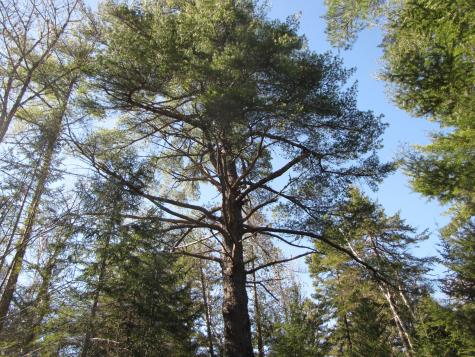 1022 Dale Street Wesley ME 04686