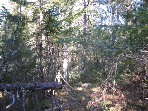 1022 Dale Street Wesley ME 04686