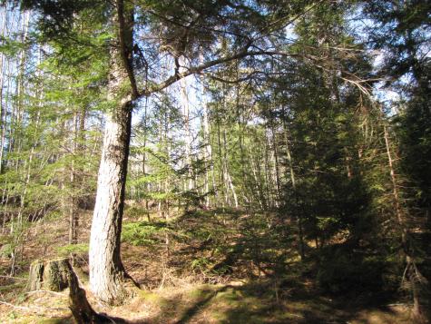 1022 Dale Street Wesley ME 04686