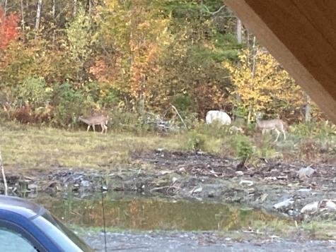 8 Amy Way Milo ME 04463