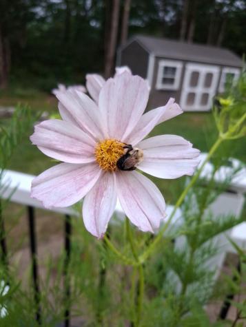 35 Deerfield Drive Brunswick ME 04011