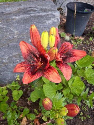 35 Deerfield Drive Brunswick ME 04011