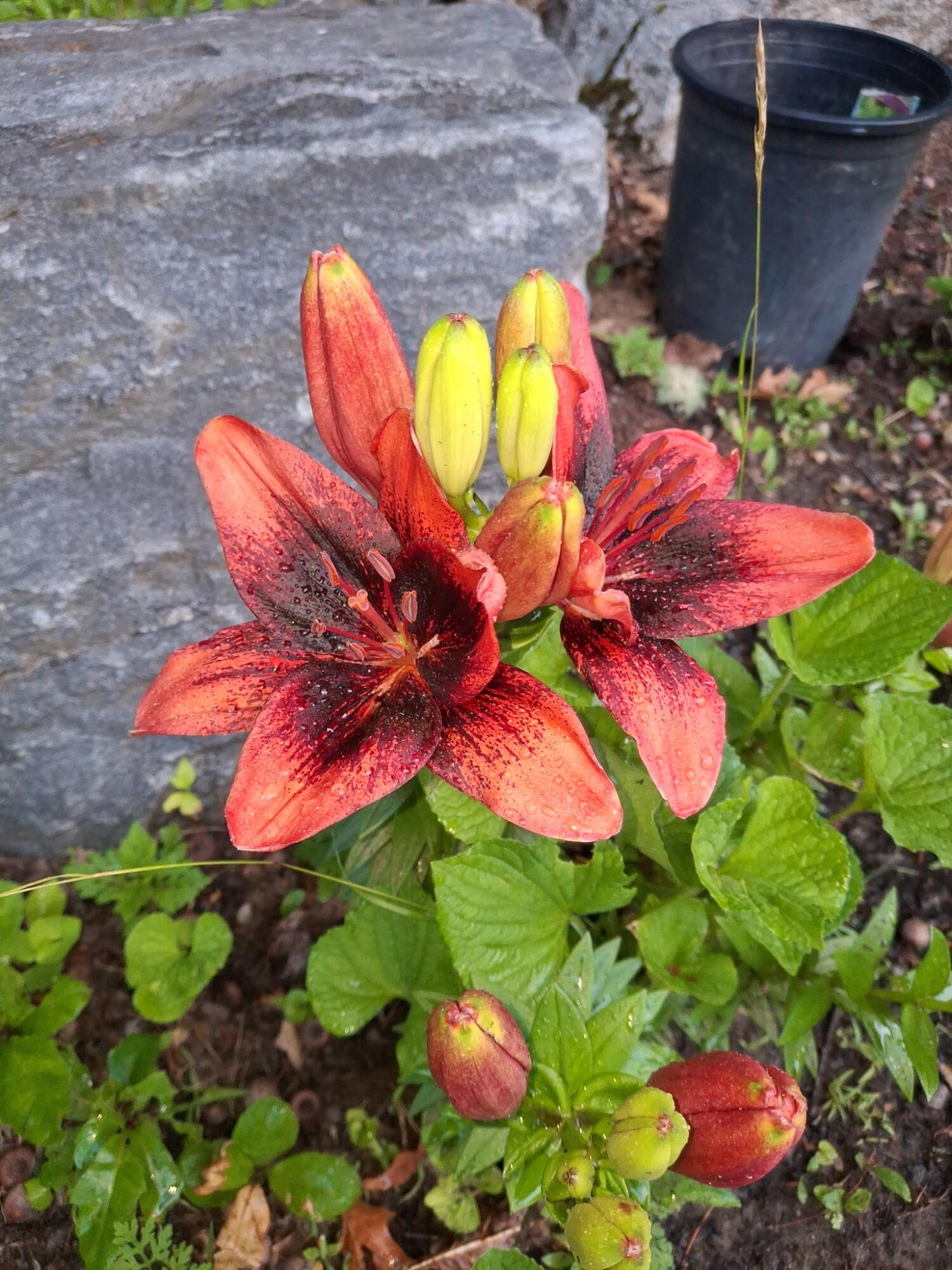 35 Deerfield Drive Brunswick ME 04011