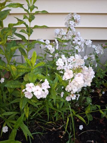 35 Deerfield Drive Brunswick ME 04011