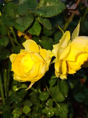 35 Deerfield Drive Brunswick ME 04011