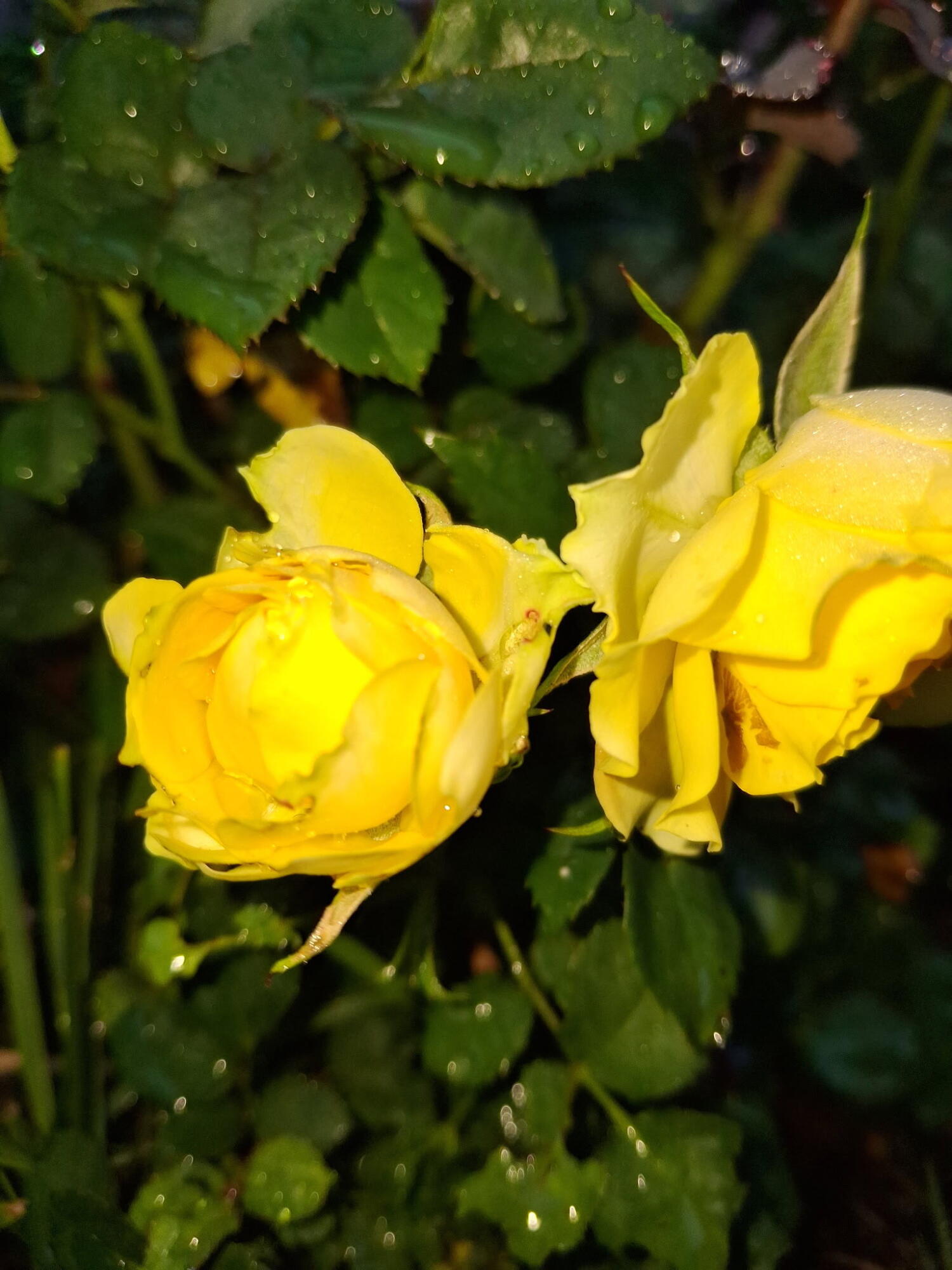 35 Deerfield Drive Brunswick ME 04011