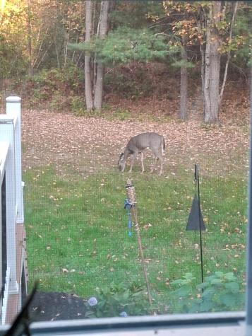 35 Deerfield Drive Brunswick ME 04011