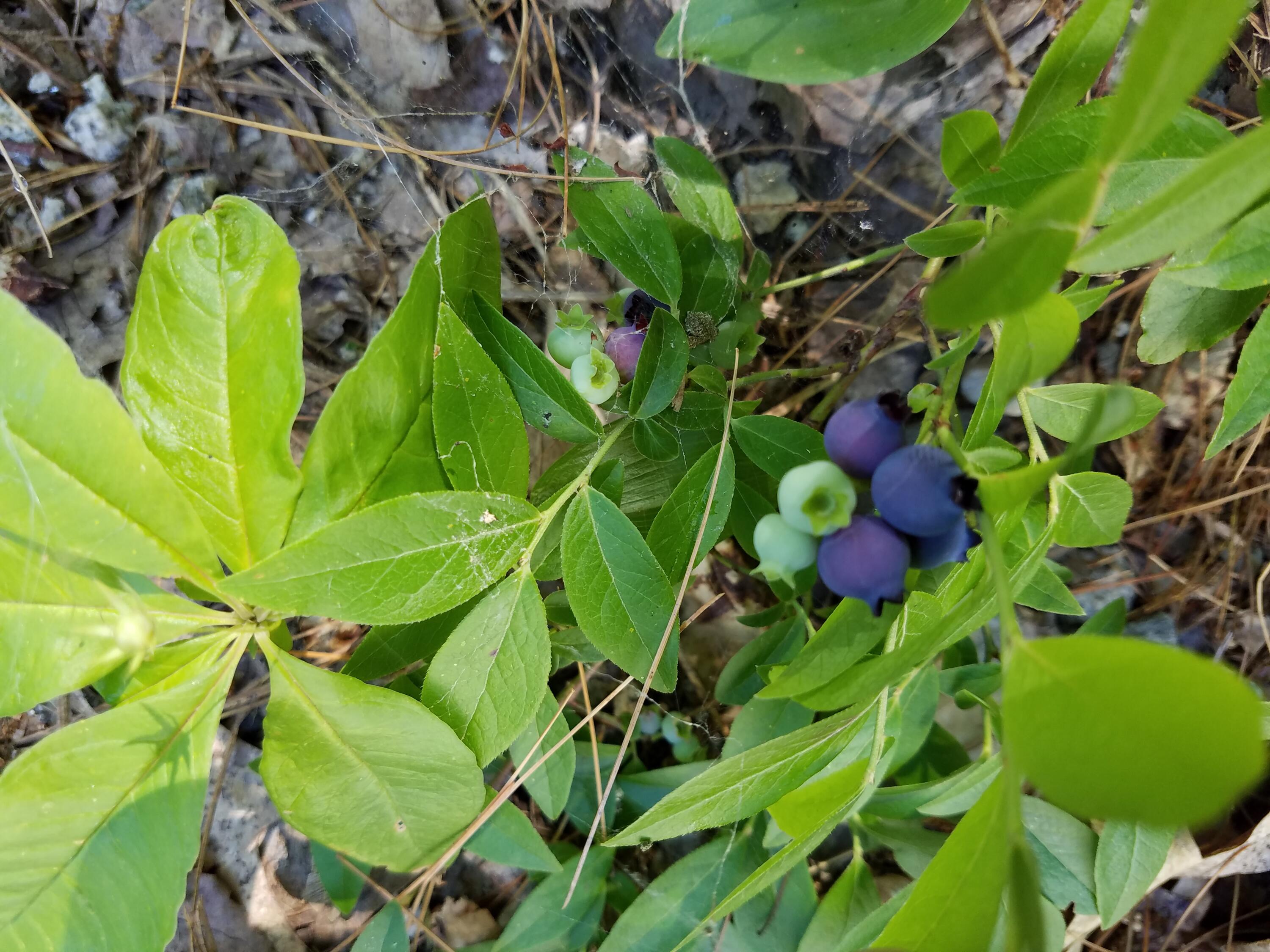 6 Sterling Drive Windham ME 04062