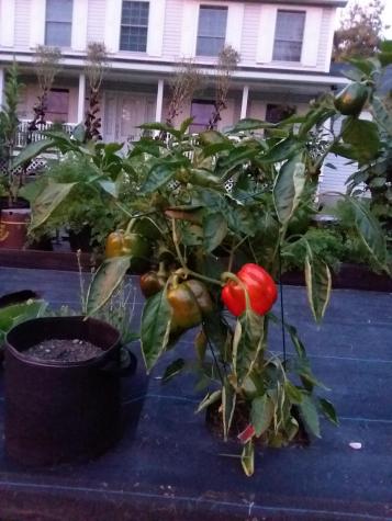 6 Sterling Drive Windham ME 04062