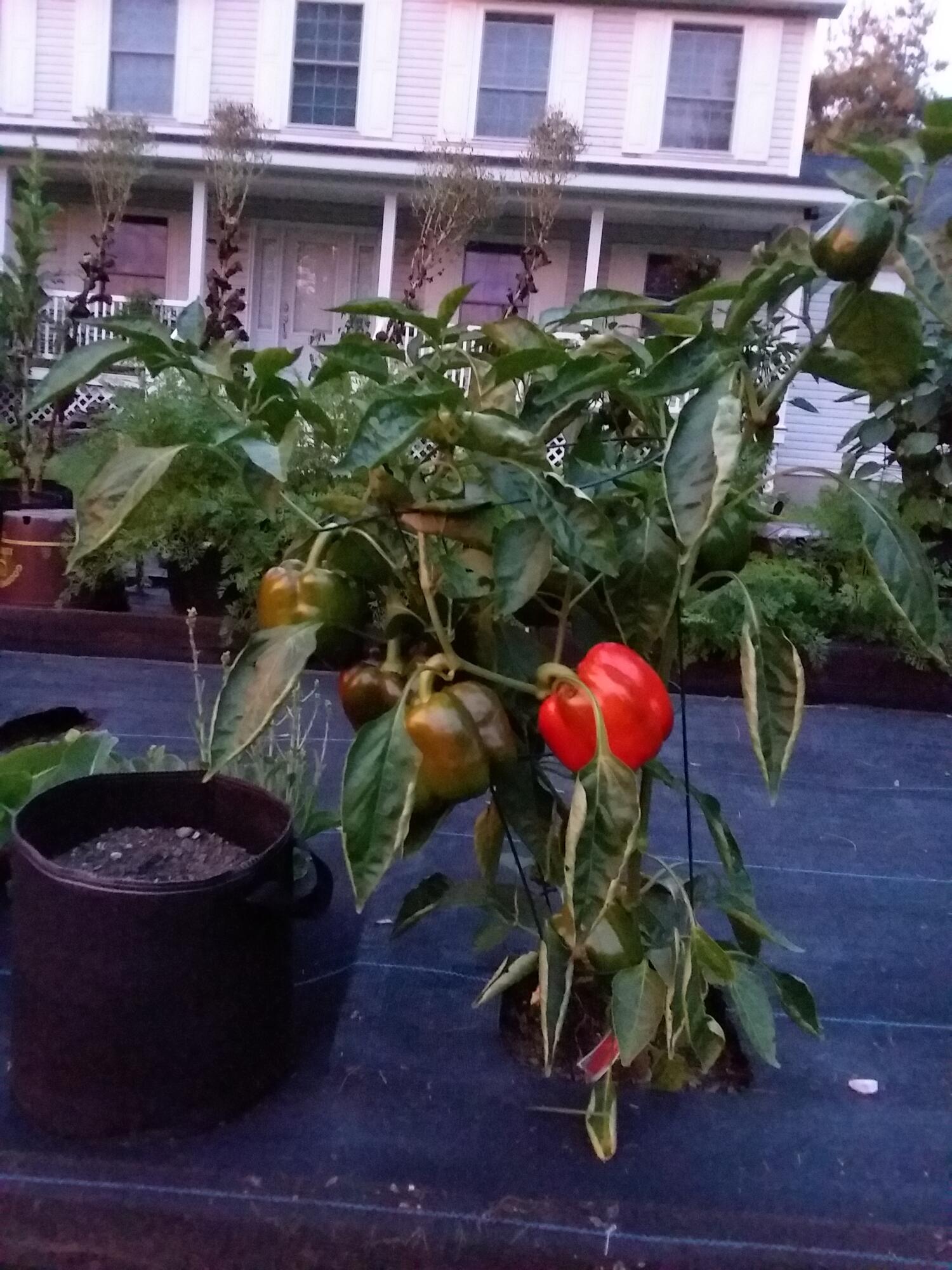 6 Sterling Drive Windham ME 04062