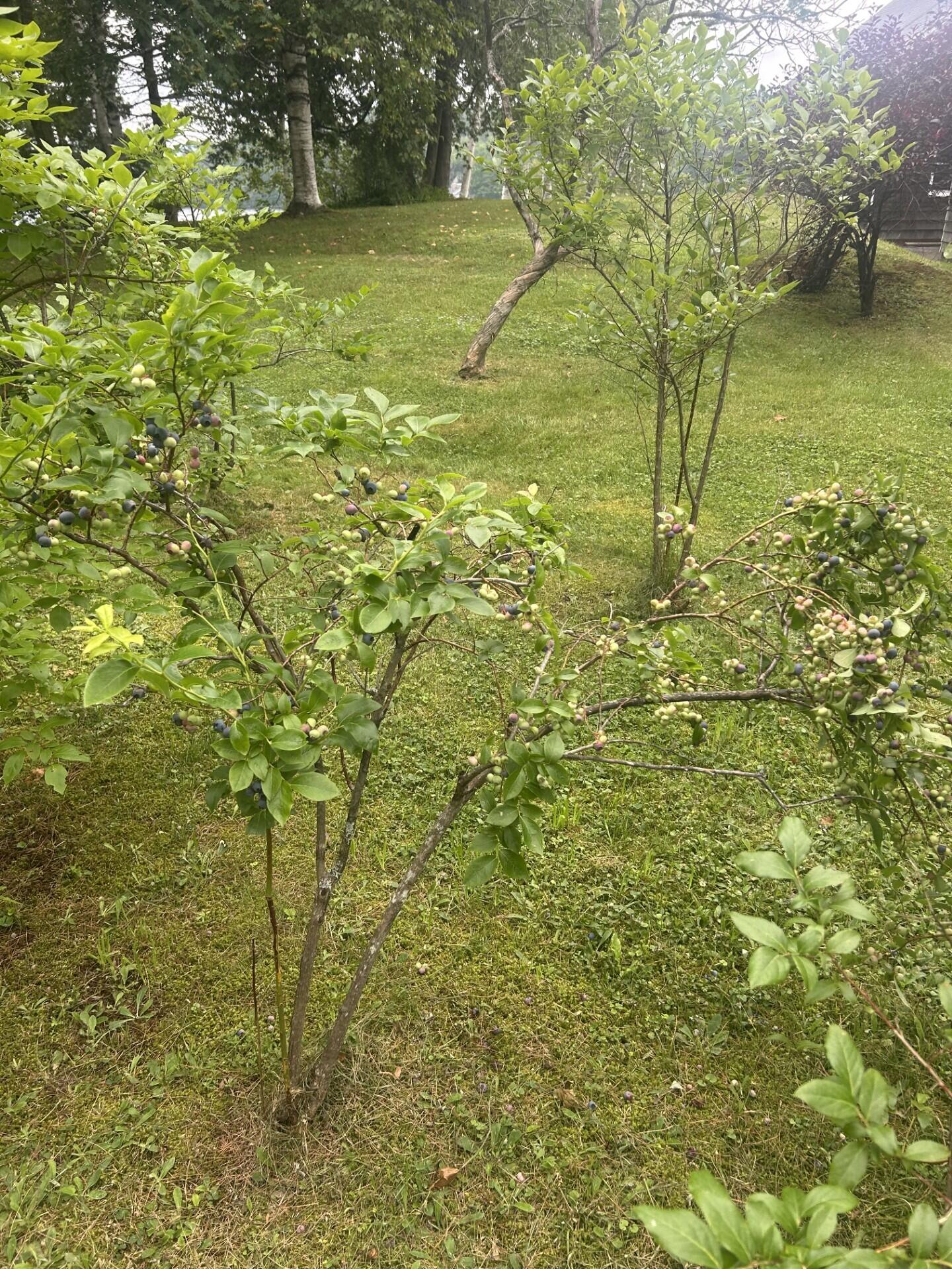 7 Preston Road Wilton ME 04294