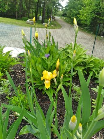 6 Cos Cob Avenue Lamoine ME 04605