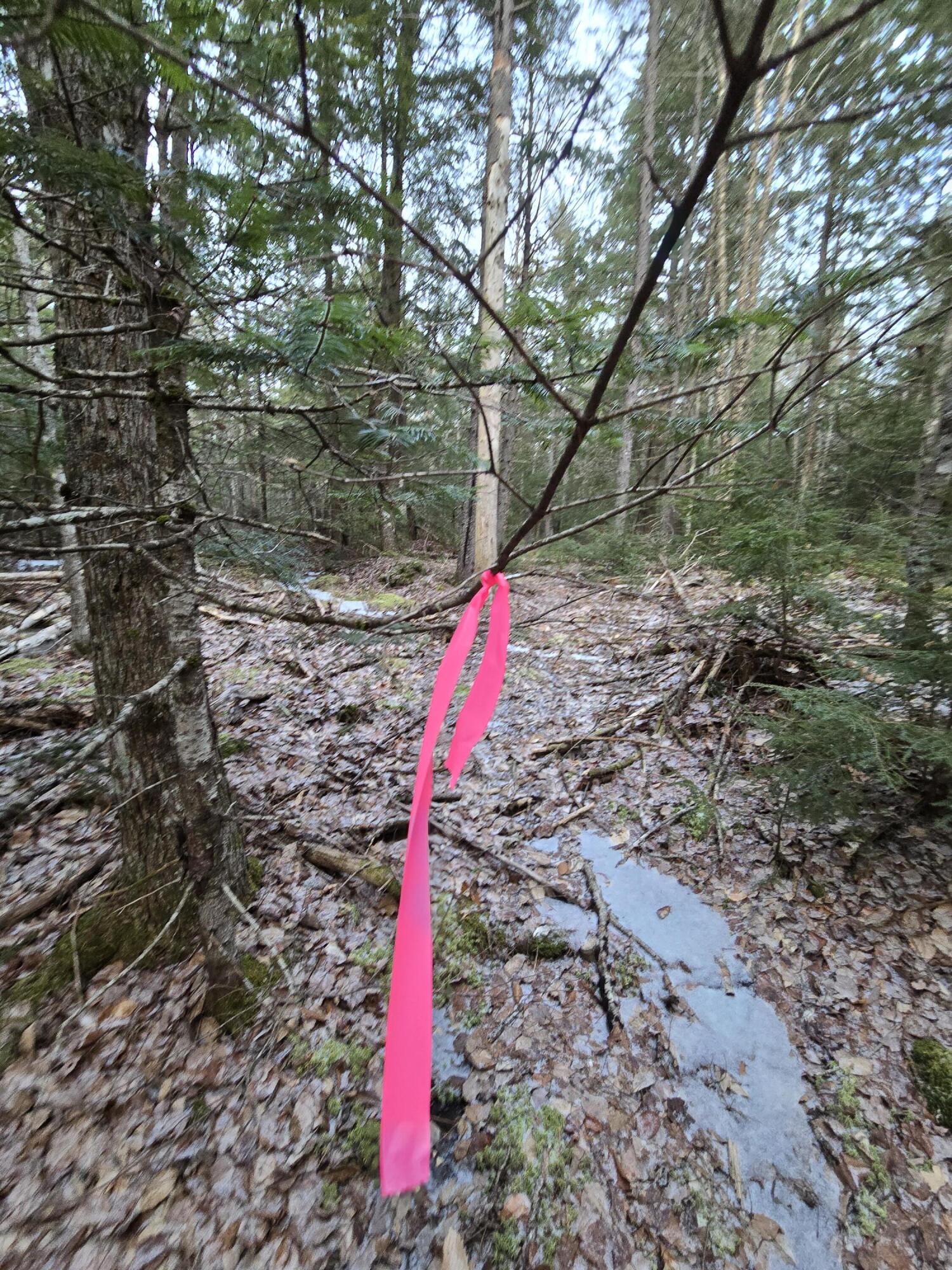 58 Beech Hill Pond Road Dedham ME 04429