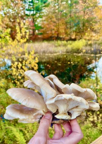 334 Johnson Road Auburn ME 04210