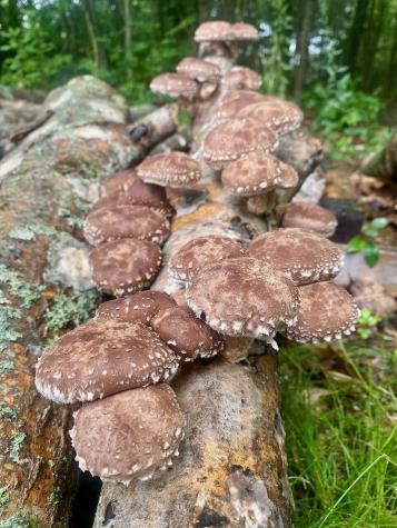 334 Johnson Road Auburn ME 04210