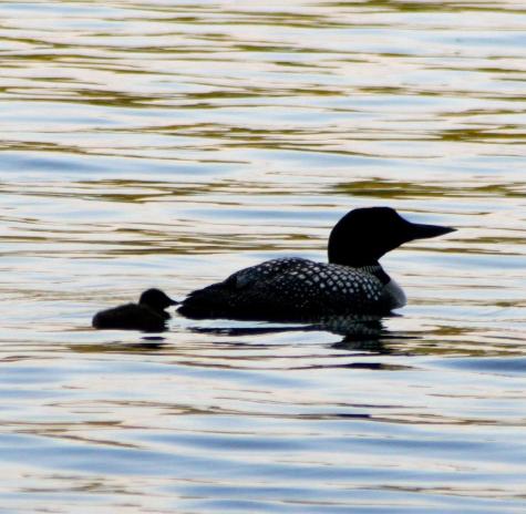 73 Swans Road Raymond ME 04071
