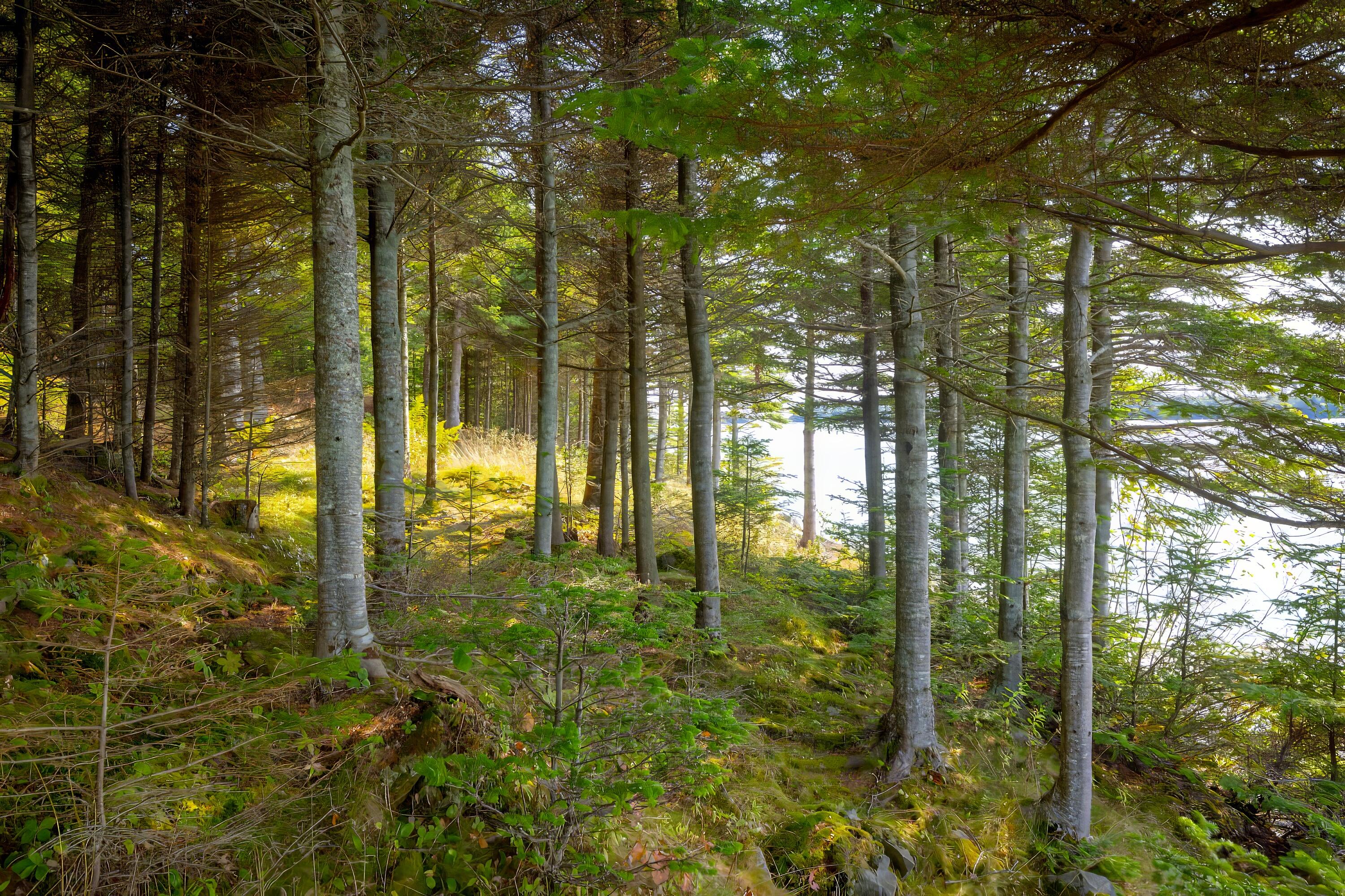 525 Yoho Head Road Machiasport ME 04655