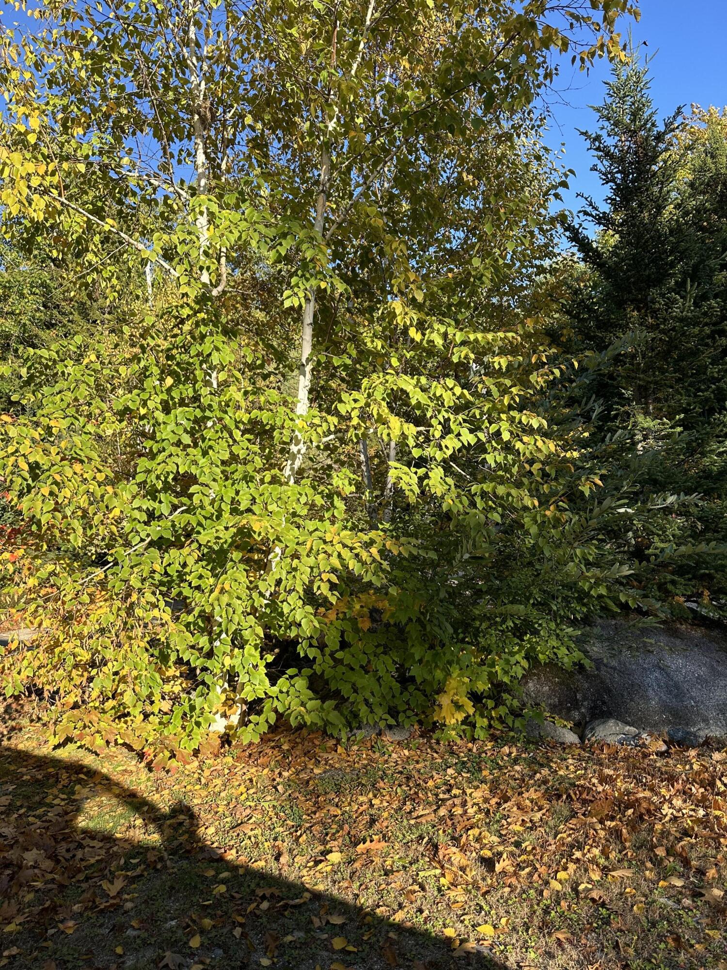 602 Spragues Falls Road Cherryfield ME 04622