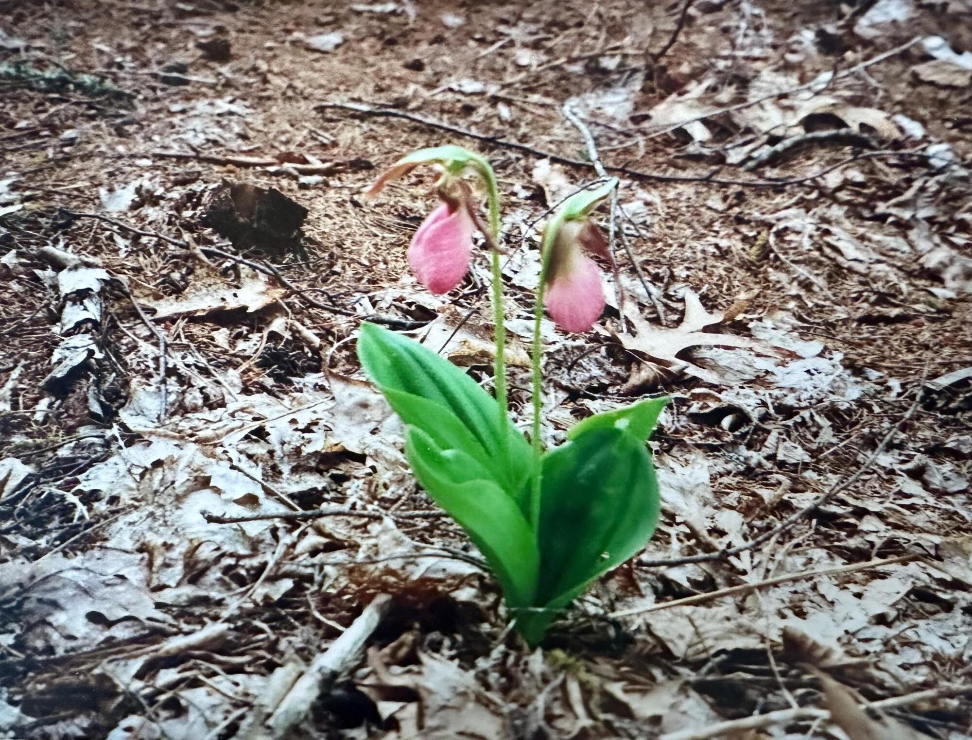 602 Spragues Falls Road Cherryfield ME 04622