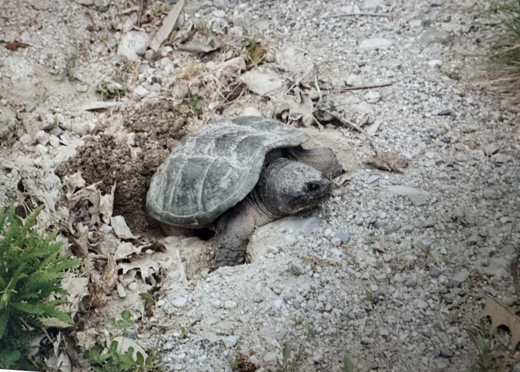 602 Spragues Falls Road Cherryfield ME 04622