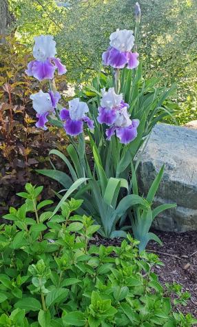 9 James Street Belfast ME 04915