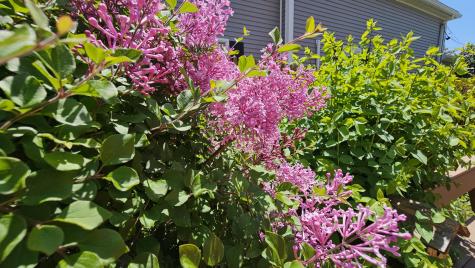 269 Lincoln Street Bangor ME 04401