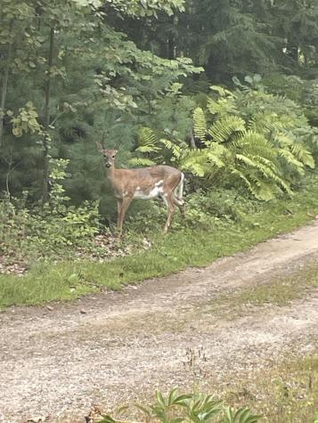 776 Cape Road Hollis ME 04042