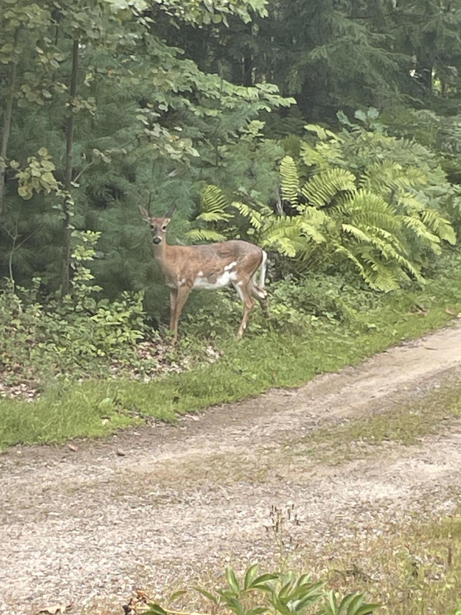 776 Cape Road Hollis ME 04042