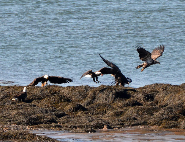 16 Monument Street Lubec ME 04652