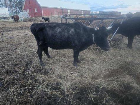 75 Doucette Road Grand Isle ME 04746