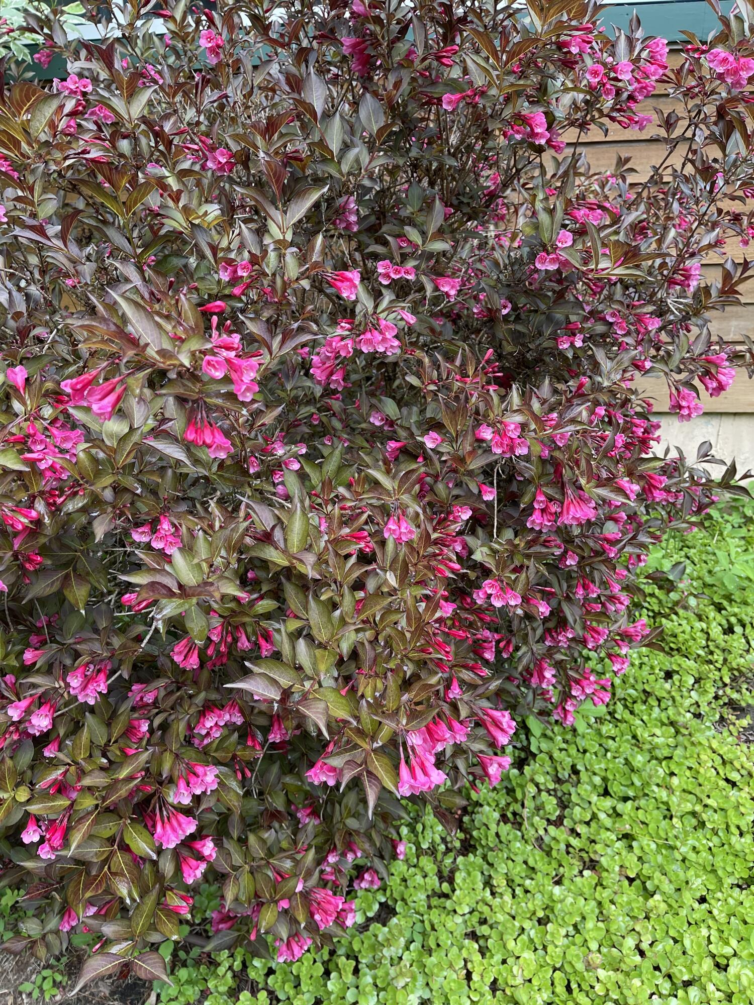 1026 Essex Street Bangor ME 04401